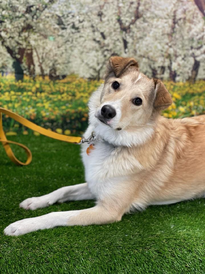 Daffodil the dog, also known as Ducky – friendly pup trained with positive reinforcement