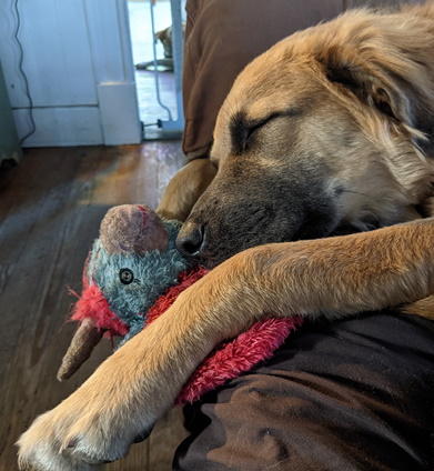 Hunk the dog cuddling toy – gentle giant at the heart of Full Life Behavior's family