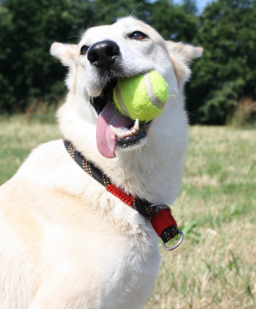 White Dog with a Tennis Ball in his mouth