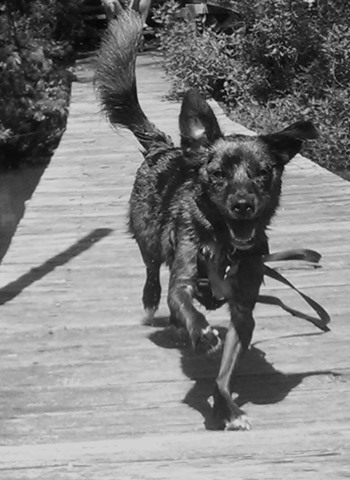 Trouble the black dog running – joyful dog trained with fear-free methods