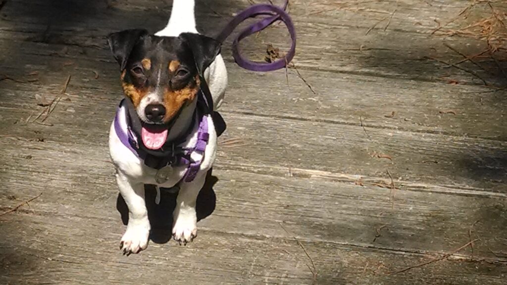 PipSqueak the terrier mix – real-life training partner in reward-based behavior work