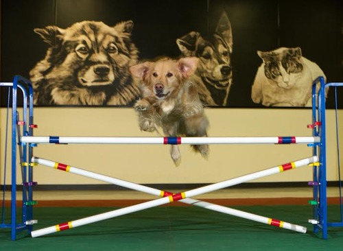Tulip the dog – beloved companion and inspiration for compassionate training