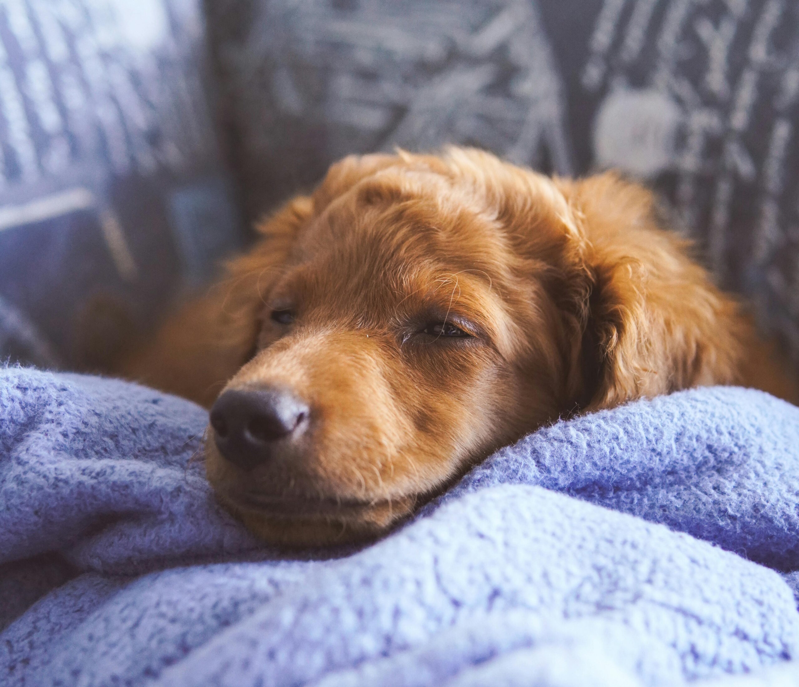 Sleepy Pup on blanket