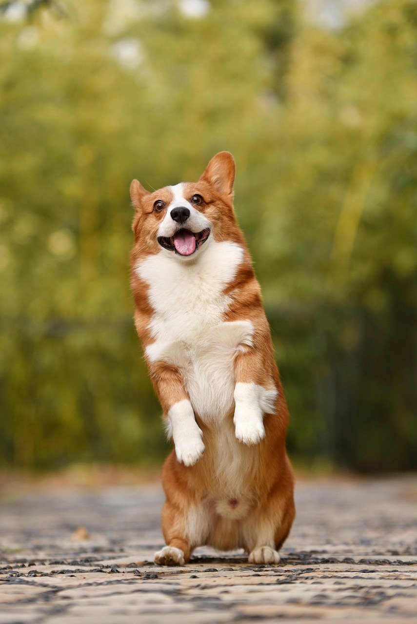 dog, pet, corgi-3389729.jpg
