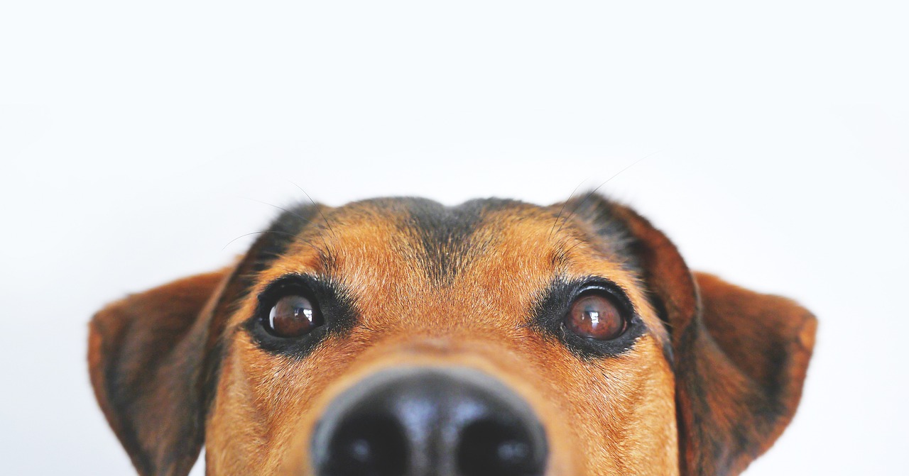 dog, view, cute-838281.jpg