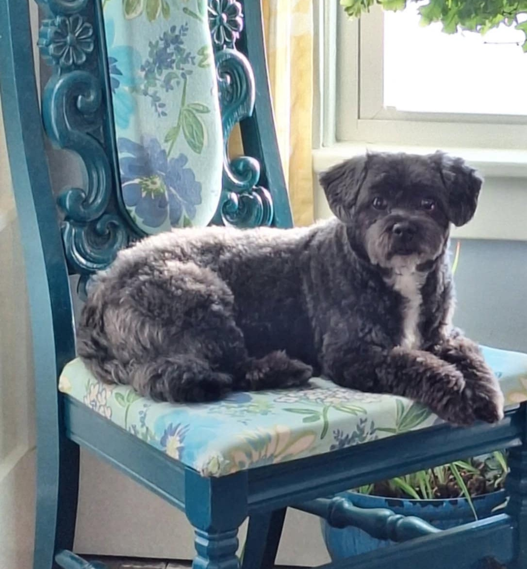 Gator at Full Life Behavior